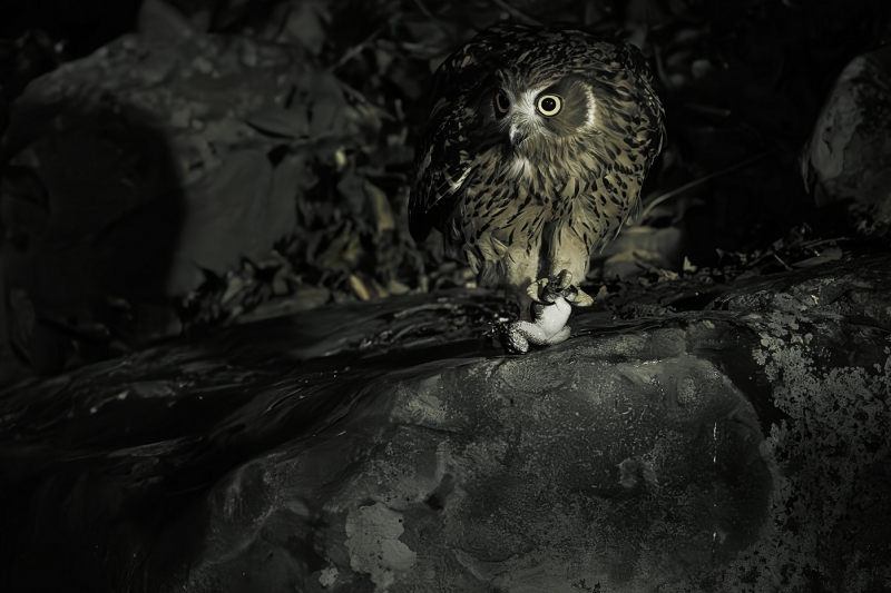 The Night Hunter – The Tawny Fish Owl