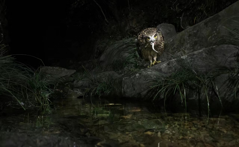 The Night Hunter – The Tawny Fish Owl (Sections 2)